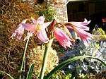 Crinium Powellii Lily