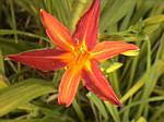 Daylily