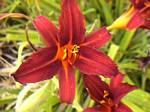 Daylily