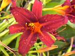 Daylily