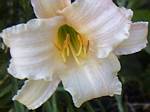 Daylily