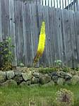 Foxtail Lily