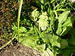 Bicolor Pineapple Lily