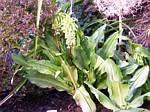 Bicolor Pineapple Lily