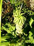 Bicolor Pineapple Lily