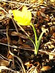 Sternbergia Lutea