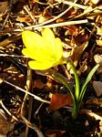 Sternbergia Lutea