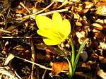 Sternbergia Lutea