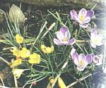 Crocus