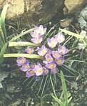 Crocus specious