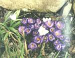 Crocus