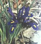 Dwarf Iris