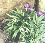 Snow Drops (galanthus)