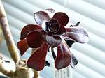 Black Aeonium