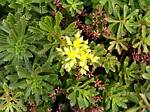 Golden Sedum