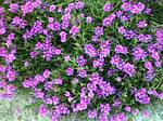 Purple Ice Plant