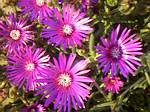 Purple Ice Plant