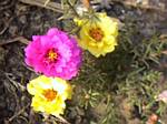 Portulaca