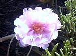 Portulaca