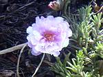 Portulaca