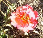 Portulaca