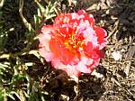 Portulaca