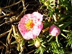 Portulaca