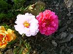 Portulaca"