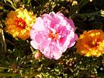 Portulaca