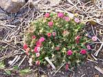 Portulaca