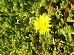 Yellow Ice Plant