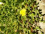 Yellow Ice Plant