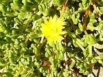 Yellow Ice Plant