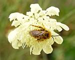 Scabiosa