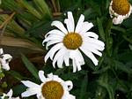 Shasta Daisy