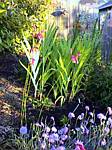 Firecracker flower (dichelostemma ida-maia)