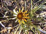 Gazania