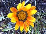 Gazania