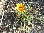 Gazania