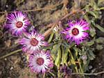 Livingstone Daisy