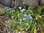 Love in a Mist (nigella damascena)