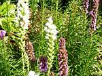 Liatris