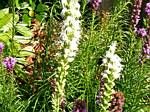 Liatris