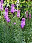 Liatris