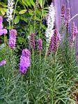 Liatris