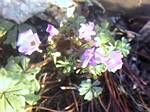 Oxalis