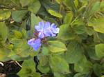 Peacock Plumbago