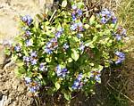 Peacock Plumbago