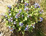 Peacock Plumbago