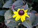 Rudbeckia